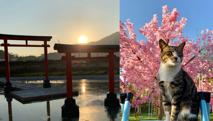 必影打卡位：櫻花園、鳥居