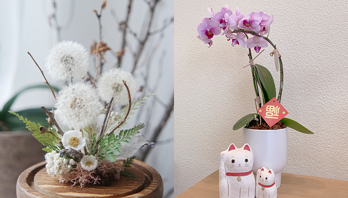 必買賀年花推介：蘭花、蒲公英