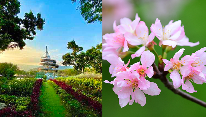 香港賞櫻 5：大埔海濱公園