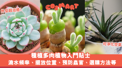 種植多肉植物入門貼士｜澆水頻率、擺放位置、預防蟲害等方法＋白牡丹、十二之卷、金邊虎尾蘭怎麼選？