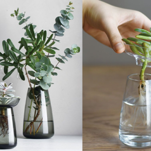 家居種植貼士1：適合的花瓶