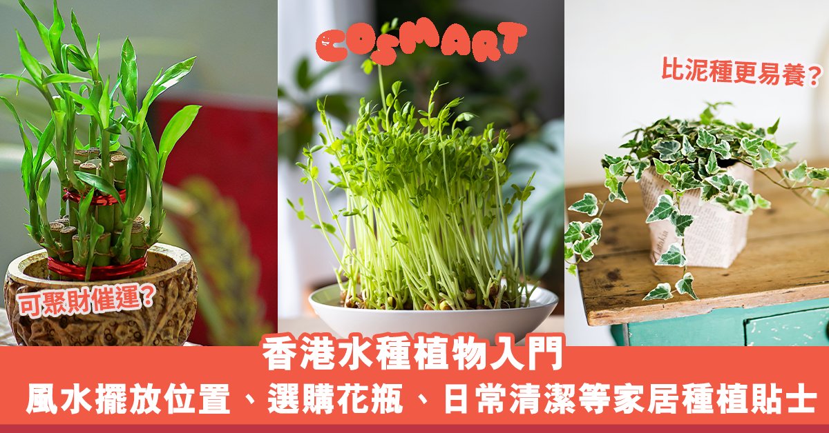 水種植物風水｜香港水種植物入門！風水擺放位置/換水/選購花瓶/日常清潔等種植貼士 | Cosmart