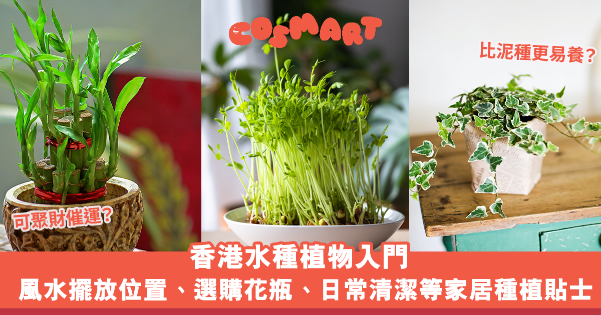 水種植物風水｜香港水種植物入門﹕風水擺放位置、換水、選購花瓶、日常清潔等種植貼士