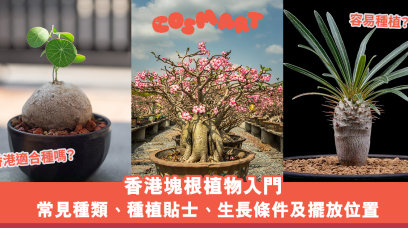 香港塊根植物入門｜象牙宮、象足漆等常見種類、種植貼士、生長條件及擺放位置推介