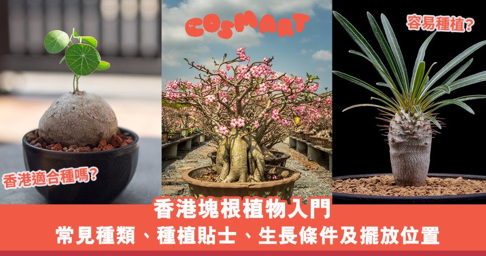 香港塊根植物入門｜象牙宮、象足漆等常見種類、種植貼士、生長條件及擺放位置推介