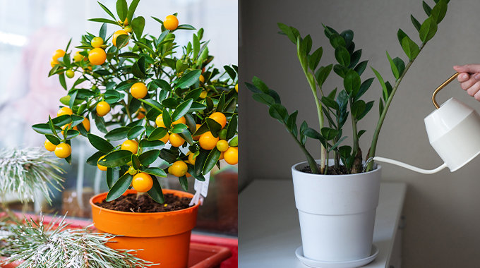 風水植物｜泥種家居風水植物位置教學﹕桔樹/金錢樹/玉麒麟擋煞擺放+忌放位置