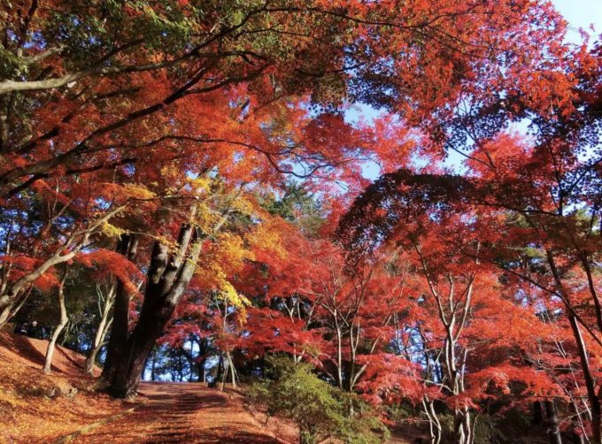 日本旅遊推薦｜2023秋季賞紅葉10個好去處介紹及優惠！低至5折！