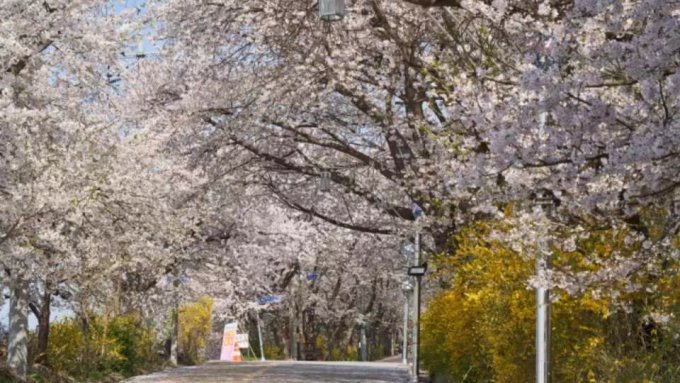 韓國櫻花懶人包2024｜賞櫻10大景點及櫻花節慶＋同場加映旅行護膚套裝