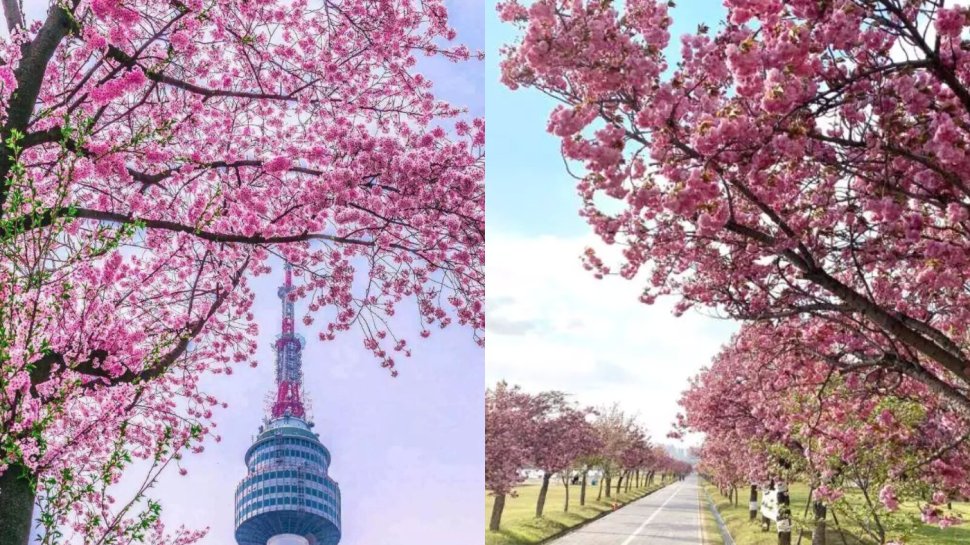 韓國櫻花懶人包2024｜賞櫻10大景點及櫻花節慶＋同場加映旅行護膚套裝