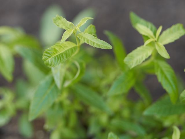 馬鞭草功效與禁忌｜11款馬鞭草保健護理產品！有效通經/改善失眠/護膚美髮