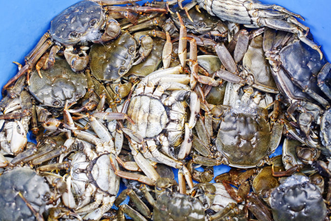 食大閘蟹推介2024｜17間抵食大閘蟹宴+價錢！任食大閘蟹放題/酒店自助餐/火鍋+食蟹禁忌