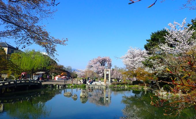 京都自由行｜15大必去京都景點！最新任天堂博物館/絕美神社/京都近郊一日遊