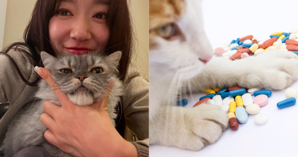 貓免疫力提升指南｜15款iherb貓保健食品維他命推薦+貓增強免疫力食物清單