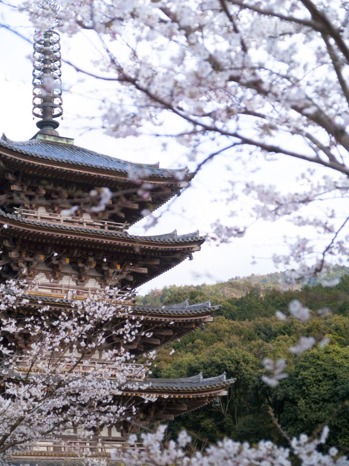 日本櫻花預測2025｜13個日本櫻花推薦景點+最新日本賞櫻時間表！東京、福岡3月尾率先開花！