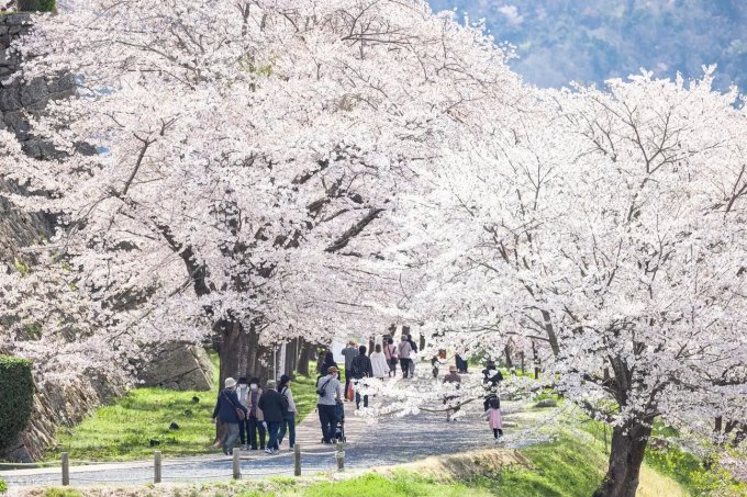日本櫻花預測2025｜13個日本櫻花推薦景點+最新日本賞櫻時間表！東京、福岡3月尾率先開花！