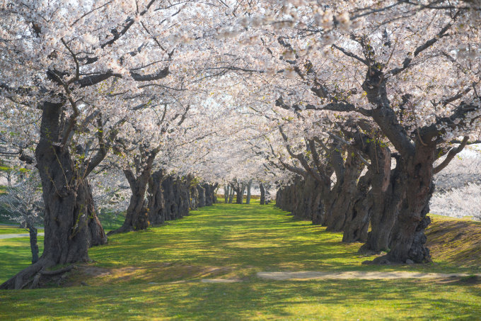 日本櫻花預測2025｜13個日本櫻花推薦景點+最新日本賞櫻時間表！東京、福岡3月尾率先開花！