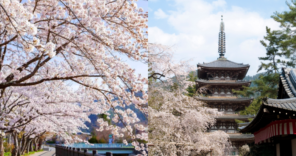 日本櫻花預測2025｜13個日本櫻花推薦景點+最新日本賞櫻時間表！東京、福岡3月尾率先開花！