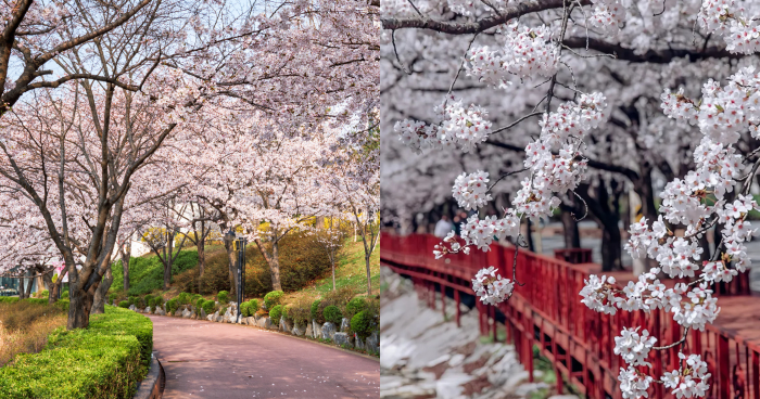 韓國首爾櫻花預測2025｜10大韓國首爾櫻花景點+最新首爾賞櫻時間表！附交通方法
