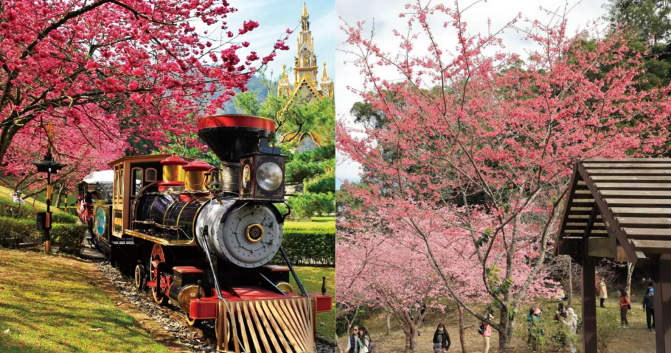 台灣櫻花開花時間2025｜台灣櫻花景點10大推薦！陽明山/九族文化村/阿里山