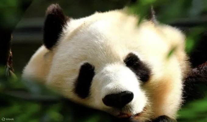廣州好去處2025｜12大廣州景點推介！廣州融創雪世界/長隆動物園/文青打卡點一次滿足